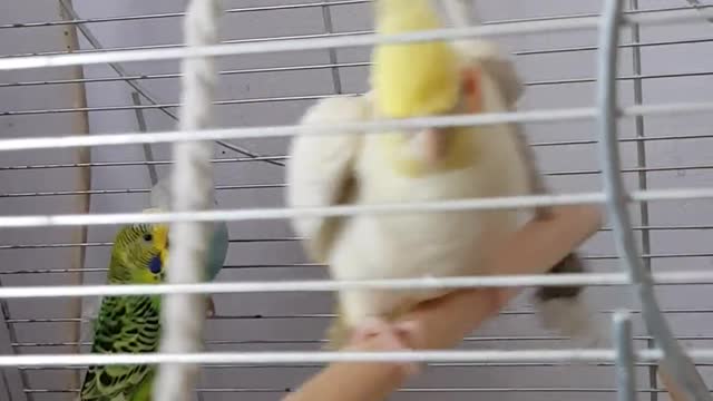 Pet Birds In A Cage 🐦