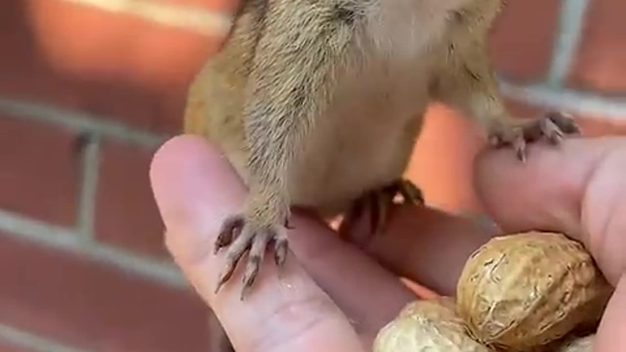 the cut chipmunk is eating peanuts