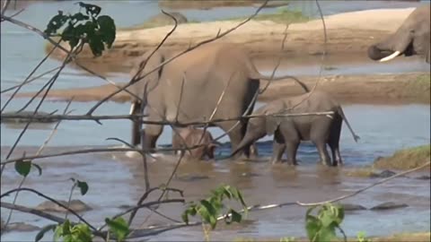 Look at this tiny elephant crossing the river