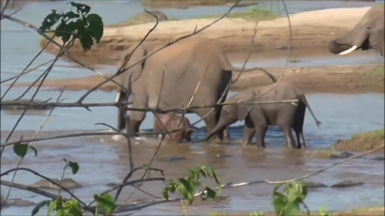 Look at this tiny elephant crossing the river