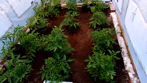 The Survival Garden 5/29/22: