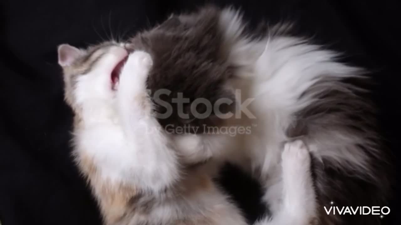 Two cats playing together.so beautiful.