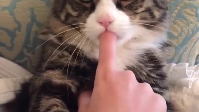 A cat that eats its owner's finger