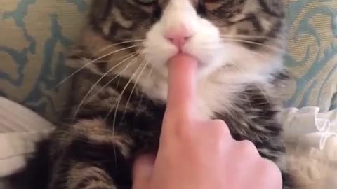 A cat that eats its owner's finger