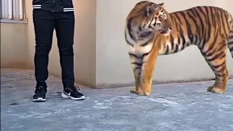 see what to do when you see a tiger😂😂😂😂😂😂