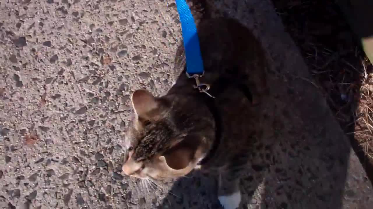 How to make your cat get trained to walk on a leash