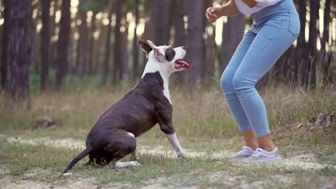Girl playing with her dog in the forest at sunset