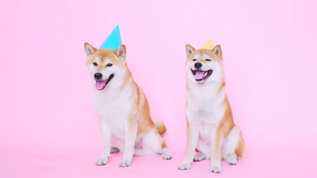 Cute Shiba Inu Dogs With Party Hats