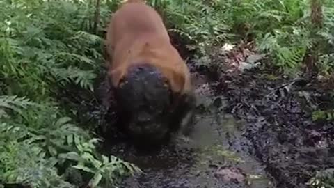 Dog eating with cuteness. Funny dog and awesome animale puppy dog