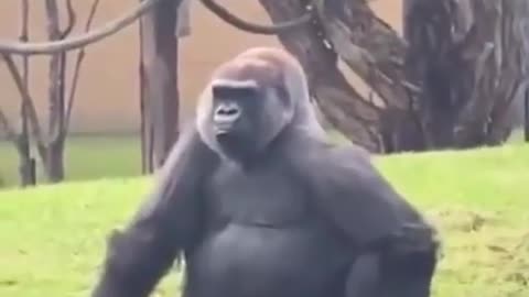 Cute and adorable animal behavior makes anyone happy to see it