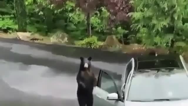 Bear opens car door