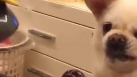 Funny Animal Videos of 2021