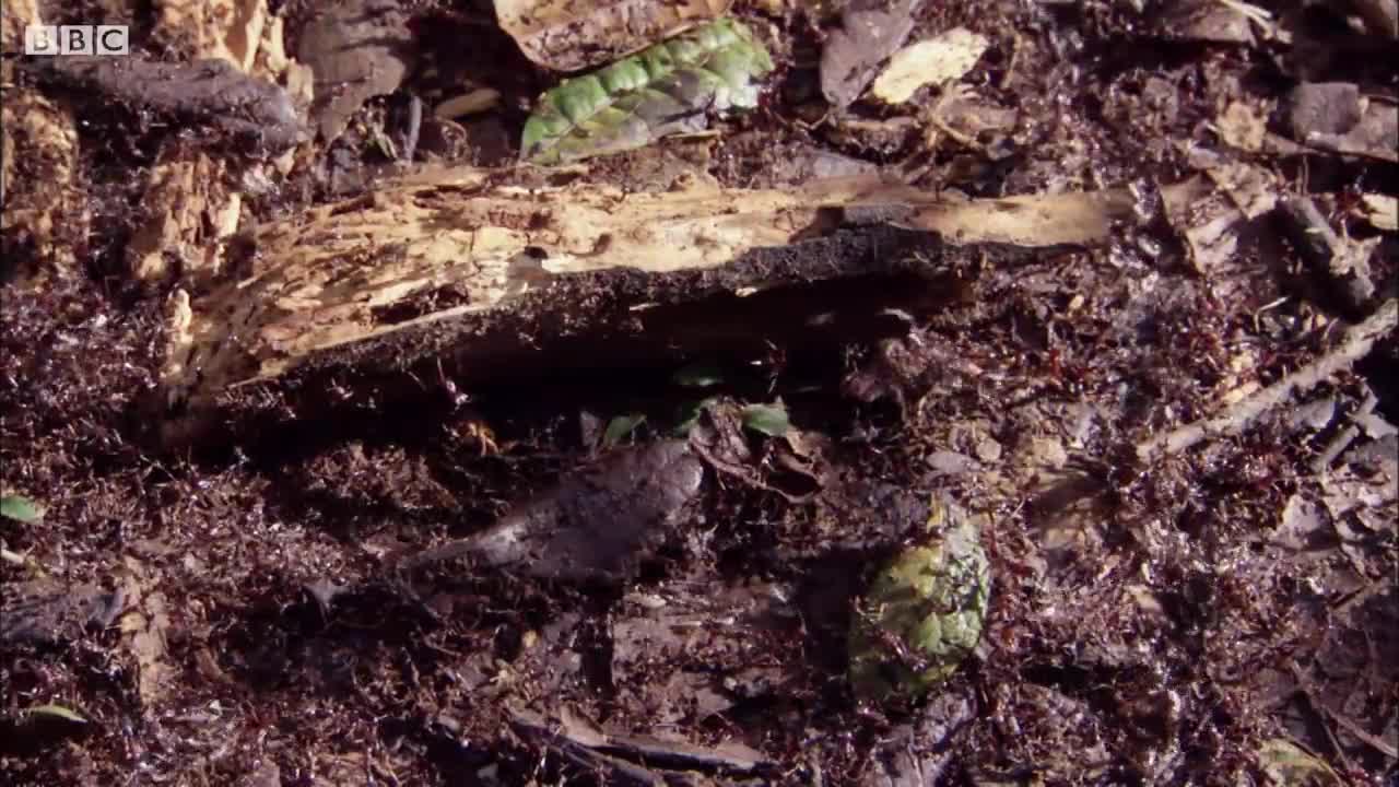 Ant Nest Made Entirely Out of ANTS! | Natural World: Ant Attack | BBC Earth