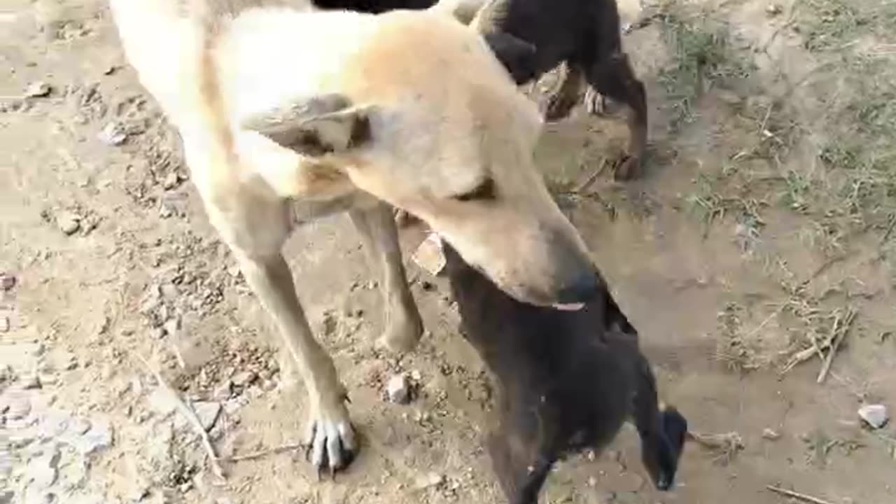 Cute puppy playing