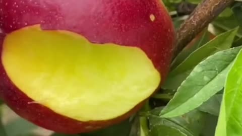 Fruits Video Farm Fresh Ninja Fruit Cutting Satisfying Fruit | Amazing Fruits Video #fruits #short