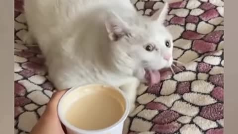 Funny cat reaction on coffee