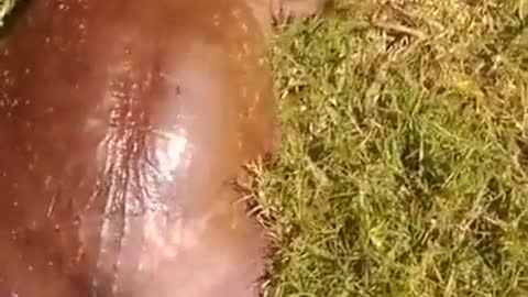 A turtle in my garden