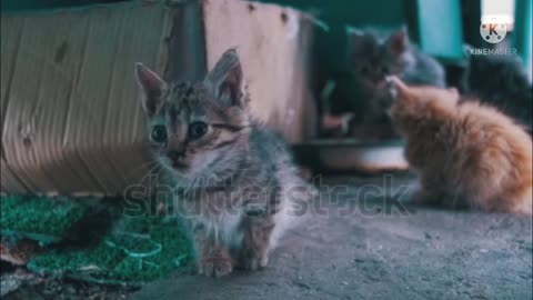 Two cute kittens sitting together