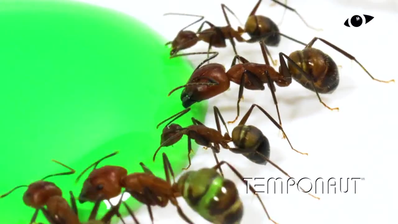 Ants Drinking Green Liquid Candy Timelapse