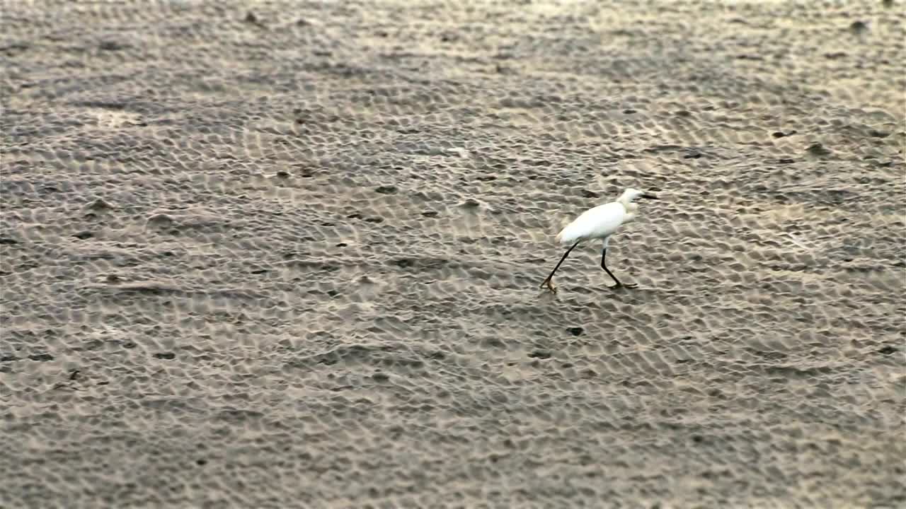 Beach bird walking in the sand