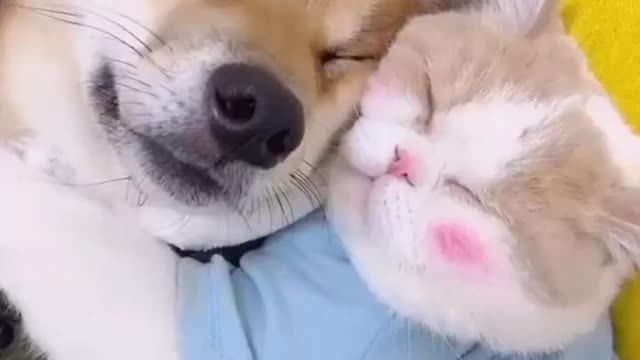 Dog and cat to friend