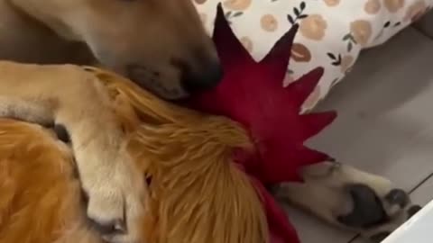 rooster and dog friendship moment