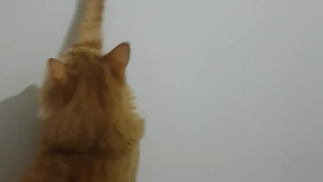 Orange cat gets paw stuck on light switch, turns off light