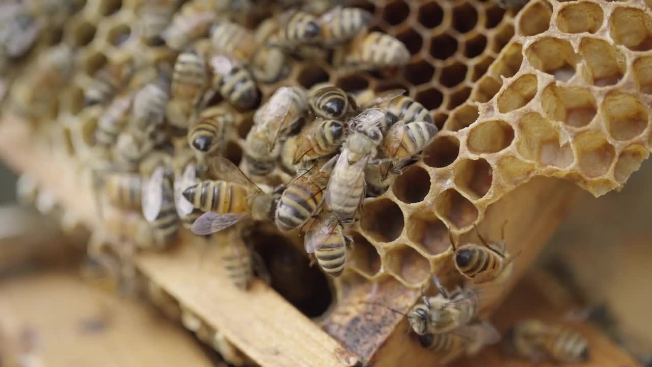 Honey Bees in the Hive - making sweet honey