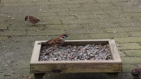 A group of birds sparrows eat their food and sing