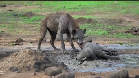 Hyena VS Hyena