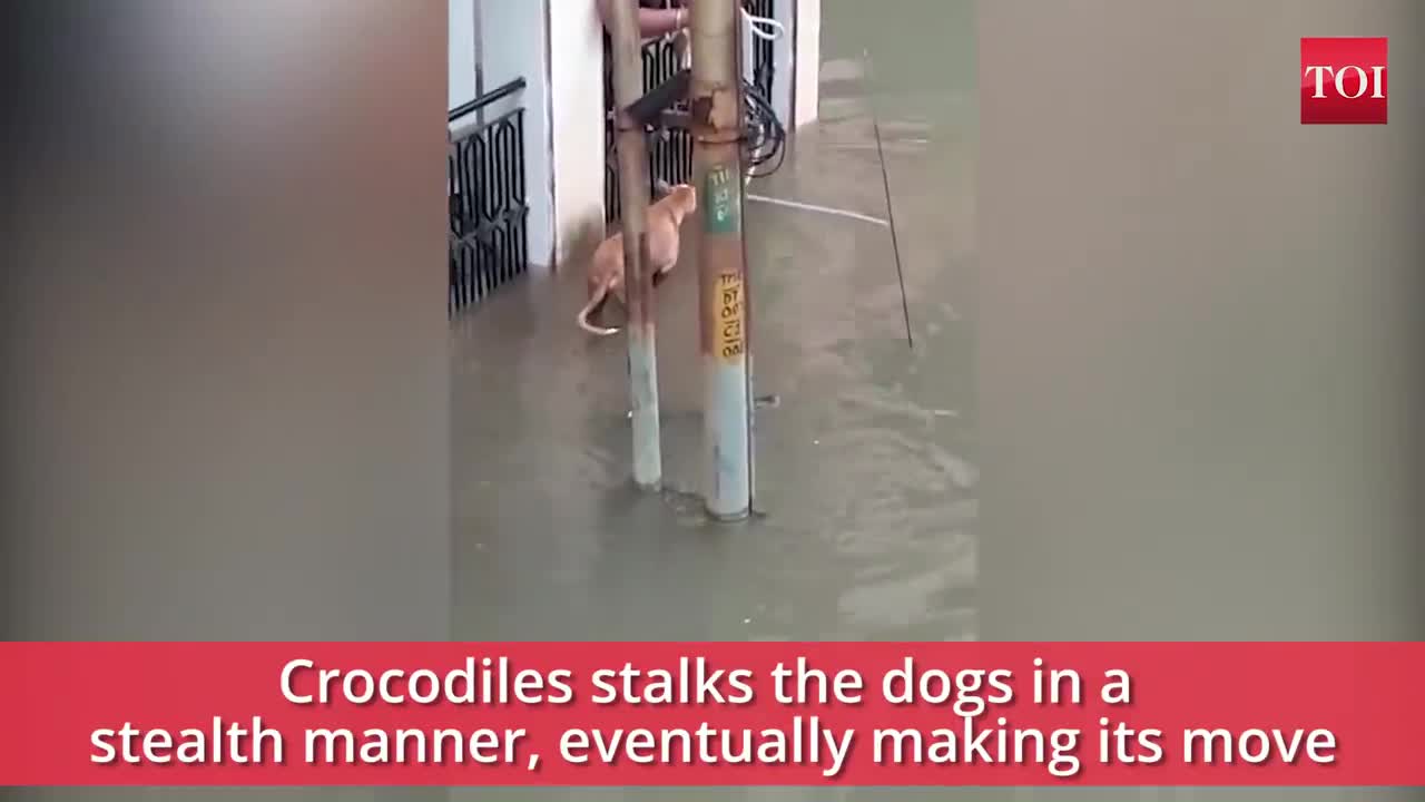 When a crocodile almost made a meal of dog