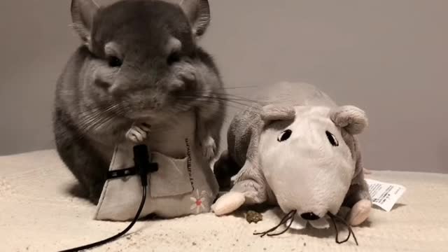 Chinchilla and toy