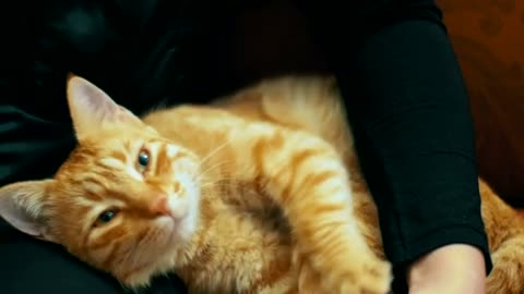 funny cat video