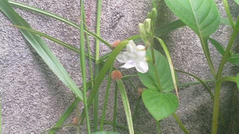 White flower