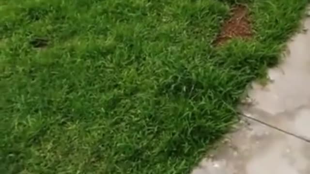 Rooster separates two fighting rabbits..