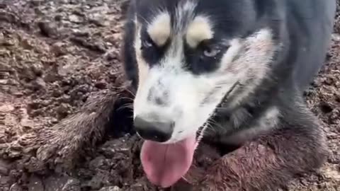 God saved that dog from landslide(720P_HD)