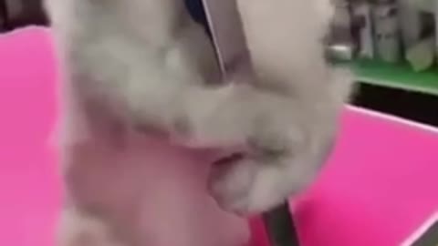 Pole dancing cat