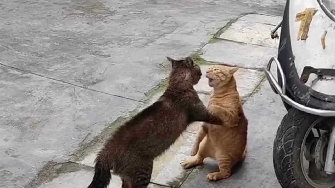 Cute chaos daily! 🐾😄 #cats #shorts #viral #pets #reels