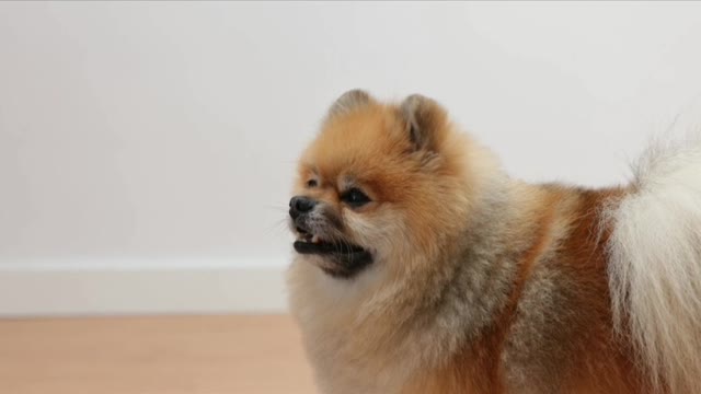 The most funny and most cute dog funny dog