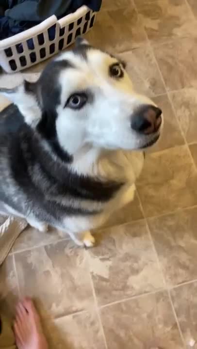 Guilty Husky Tries To Blame Other Dog!
