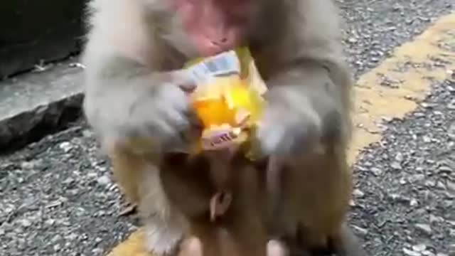 Video of a super cute monkey in 2021