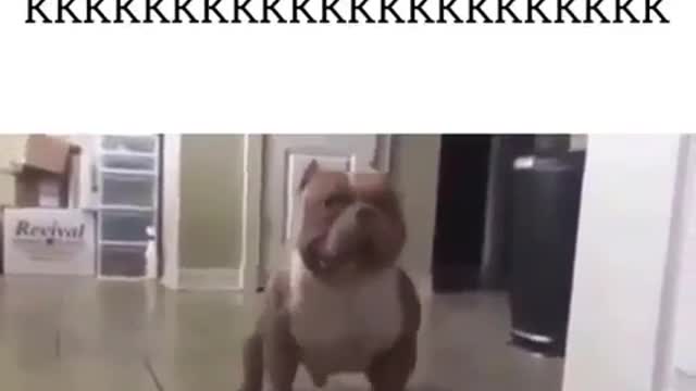 Pitbull complaining about the food, increase the volume very hilarious