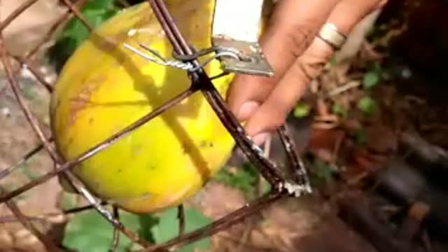 how to harvest papaya from the foot