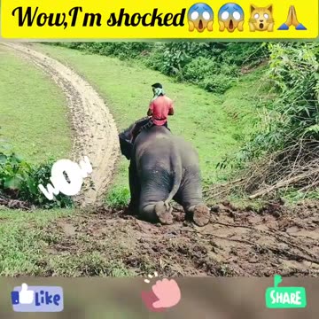 Wow, this amazing legend elephant #shots #youtubeshorts #new #viral