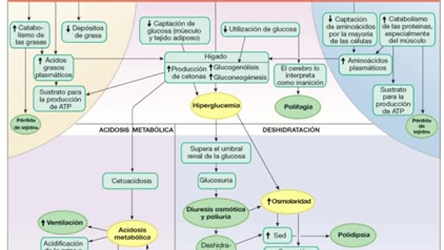 fisiopatología-de-la-diabetes-mellitus-tipo-i