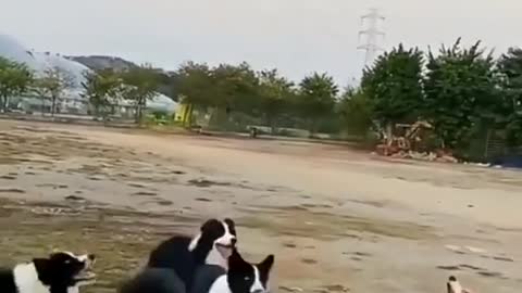 Wow dogs jumping