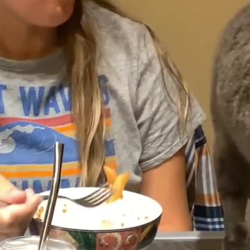 Cat does not like her food. #shorts 2021