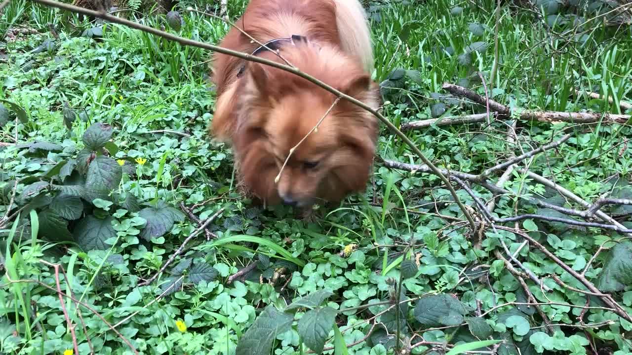 Pufi, the German spitz dog having breakfast in the forest