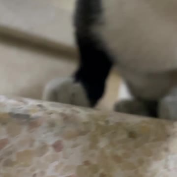 C A T high definition close up shot 🎥