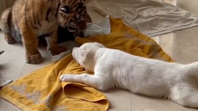 Cute baby tiger and white dog enjoy drinking and walking around in water together video